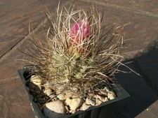 Sclerocactus spinosior semi usato  Spedire a Italy