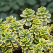 Sedum little gecko for sale  LONDON