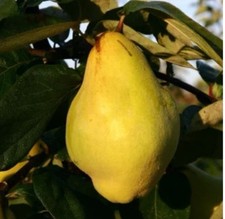 Quittenbaum setzlinge im gebraucht kaufen  Braunschweig