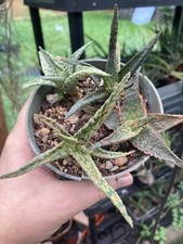 succulents aloe for sale  Houston
