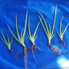 Organic aloe vera for sale  Winter Haven