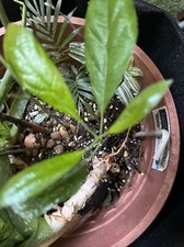 Avocado plant pot for sale  LONDON