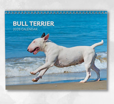 Calendario bull terrier usato  Spedire a Italy