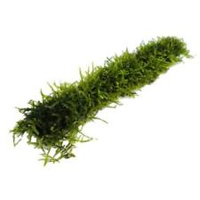 Java moss bamboo for sale  NEWTON ABBOT