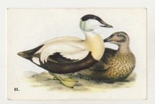 Somateria mollissima eider d'occasion  Expédié en France