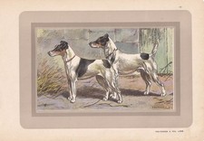 1931 fox terrier for sale  BIDEFORD