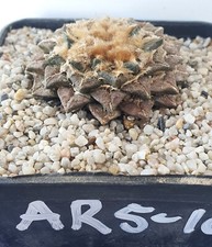 Ariocarpus koutschoubeyanus wn gebraucht kaufen  Alzenau