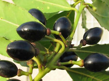 Laurus nobilis alloro usato  Trappeto