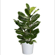 Fiddle leaf fig for sale  USA