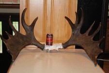 Moose antler set for sale  Brandon
