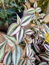 Tradescantia zebrina quadricol gebraucht kaufen  Passau