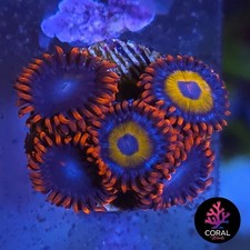 Bbebs head zoa for sale  STOCKPORT