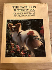 Rare papillon dog for sale  WARRINGTON