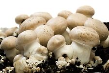 Pilzzuchten preis shiitake gebraucht kaufen  Frankfurt (Oder)