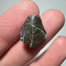 Nice 0.66 allosaurus for sale  Wyoming