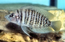 tanganyikan cichlids for sale  Miami