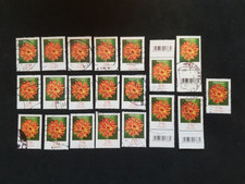 Brd blumen habichtskraut gebraucht kaufen  Deutschland