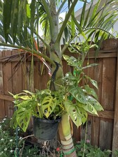 Monstera plant swiss for sale  Naples