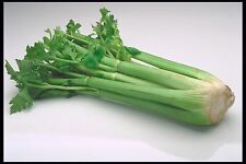 Massive celery inch d'occasion  Expédié en Belgium