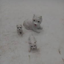 Set white maltese for sale  LETCHWORTH GARDEN CITY