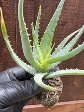 Aloe vera succulent for sale  San Diego