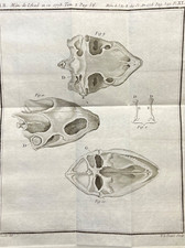 Placa de ilustração zoológica antiga gravura anatomia de crânio animal 1778  comprar usado Placa de ilustração zoológica antiga gravura anatomia de crânio animal 1778  comprar usado  Enviando para Brazil
