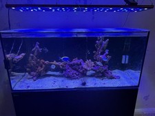 Red sea reefer for sale  BLANDFORD FORUM