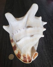 Large conch bullmouth for sale  Houston