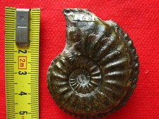 Ammonite pliensbachien amalthe d'occasion  La Chapelle-Saint-Luc