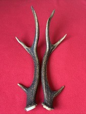 Pair sika deer for sale  DUNDEE
