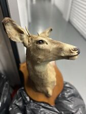 Taxidermy deer head for sale  Brooklyn