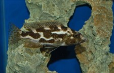 Haplochromis livingstoni 1.75 for sale  Miami