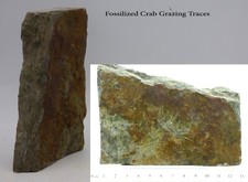 Triassic rhaetic crab for sale  CIRENCESTER