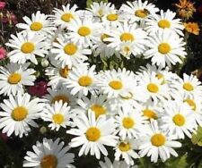100 margeriten samen gebraucht kaufen  Grimma