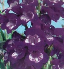 Pack special pensham for sale  UK