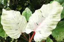 Sale1688 philodendron snowdrif usato  Spedire a Italy