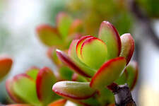 Jade money tree for sale  ANTRIM