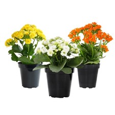Kalanchoe live succulents for sale  Brentwood