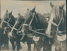 Draft horses coupling d'occasion  Expédié en Belgium
