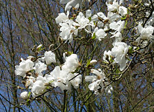 Baum magnolie magnolia gebraucht kaufen  Tauberbischofsheim