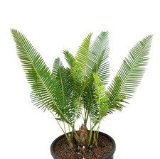 Dioon edule palma usato  Napoli