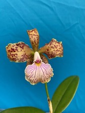 Cattleya velutina fragrant for sale  San Francisco