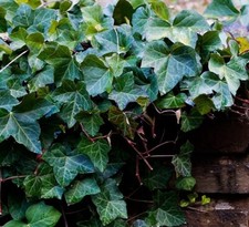 English ivy rooted for sale  Staten Island