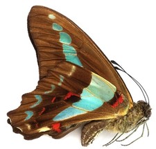 schulze isl gebraucht kaufen  München