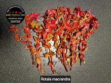 Rotala macrandra live for sale  COLWYN BAY