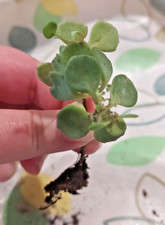 trailing plug plants for sale trailing plug plants for sale  MILTON KEYNES