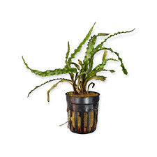 Cryptocoryne balansae genoppte gebraucht kaufen  Püttlingen