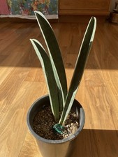 Sansevieria hallii plant for sale  Portland