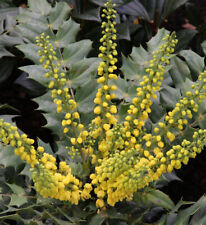Mahonie Zimowe słońce 80-100cm - Mahonia media na sprzedaż  Wysyłka do Poland
