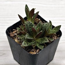Succulent live plant for sale  San Jose